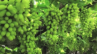 The grape season will be prolonged due to rain
