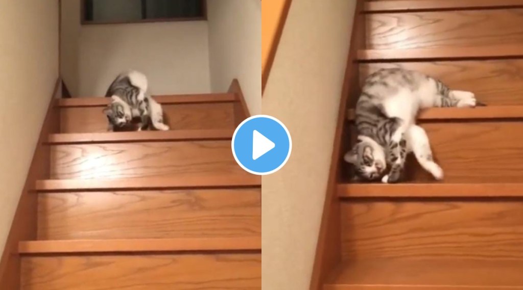 Video of lazy cat sliding from the stairs is going viral netizens say it reminds sunday mood