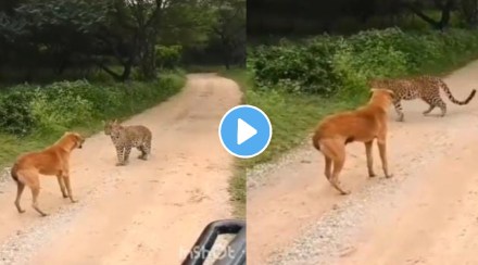 Viral video showing dog scaring away leopard stuns internet
