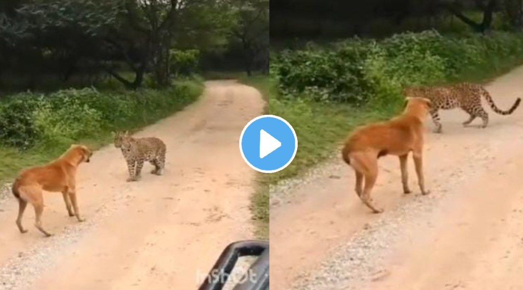 Viral video showing dog scaring away leopard stuns internet