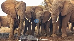 elephant video