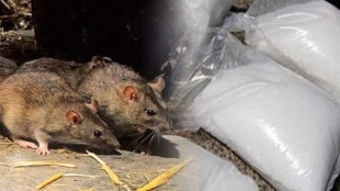 Rats ate 581 kg marijuana drugs in Mathura