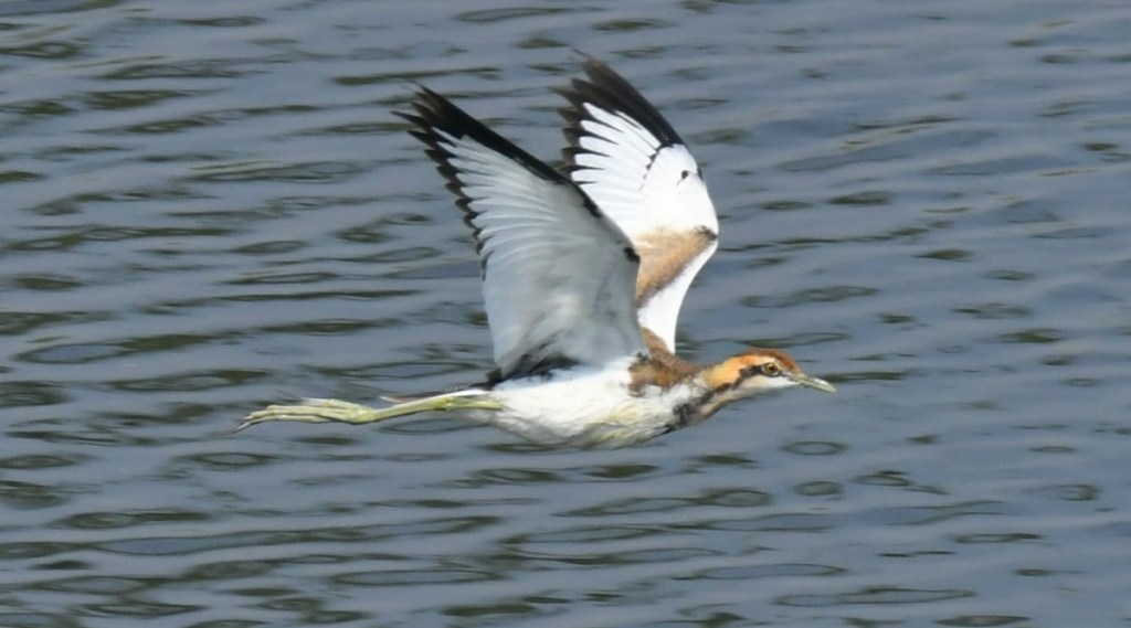 birds in Nandur Madhyameshwar Sanctuary