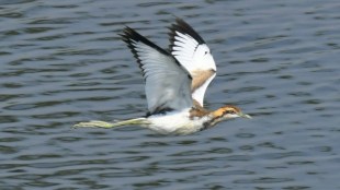 birds in Nandur Madhyameshwar Sanctuary