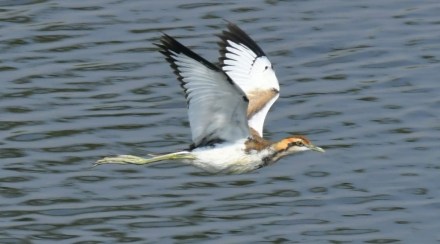 birds in Nandur Madhyameshwar Sanctuary