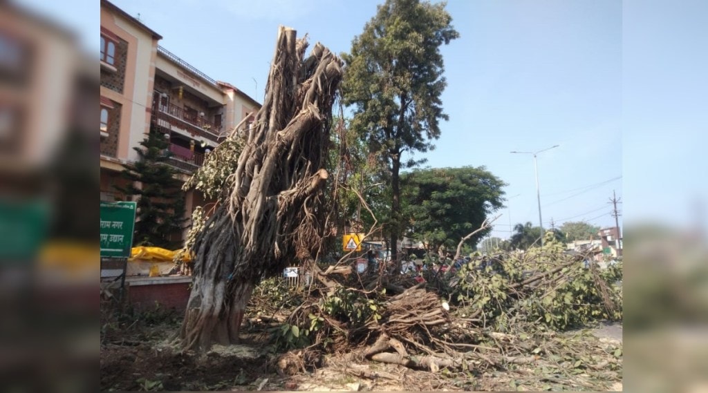 Banyan trees removed from Peth road by Municipal Corporation in Nashik Banyan trees removed from Peth road by Municipal Corporation in Nashik