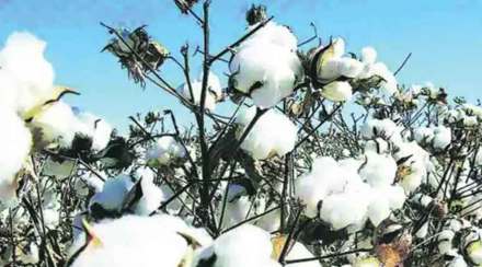 twenty five quintals of cotton stolen twenty five quintals of cotton stolen