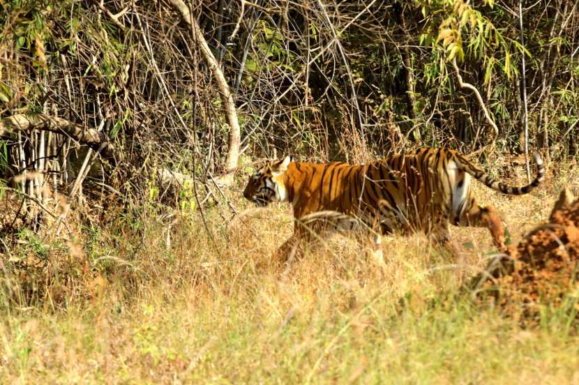  इतर कोणत्याही वेबसाइटवरून नोेंदणी करू नये, असे आवाहन टीएटीआरने केले आहे. 