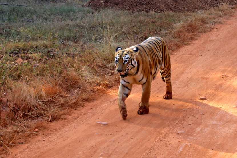 महानायक अमिताभ बच्चन, मास्टरब्लास्टर सचिन तेंडुलकर, राज ठाकरे, माजी मुख्यमंत्री उद्धव ठाकरे यांच्यासह नागपूरला क्रिकेट सामना खेळण्यासाठी येणारे क्रिकेटपटू ताडोबाला भेट दिल्याशिवाय परत जात नाहीत.