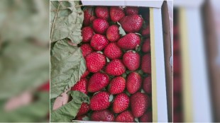 Strawberry arrivals increased in APMC market