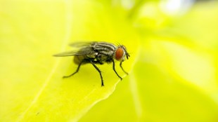 housefly