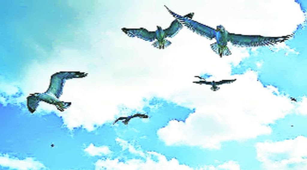 कुतूहल: कोटीच्या कोटी उड्डाणे..! कुतूहल: कोटीच्या कोटी उड्डाणे..!