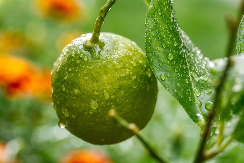 lemon leaves benefits 
