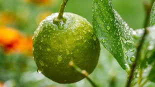 lemon