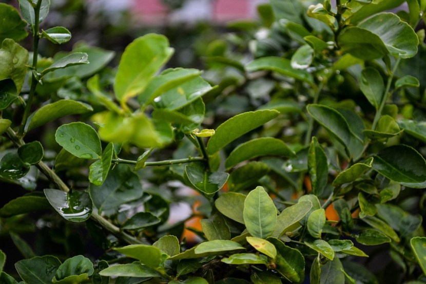 lemon leaves benefits 
