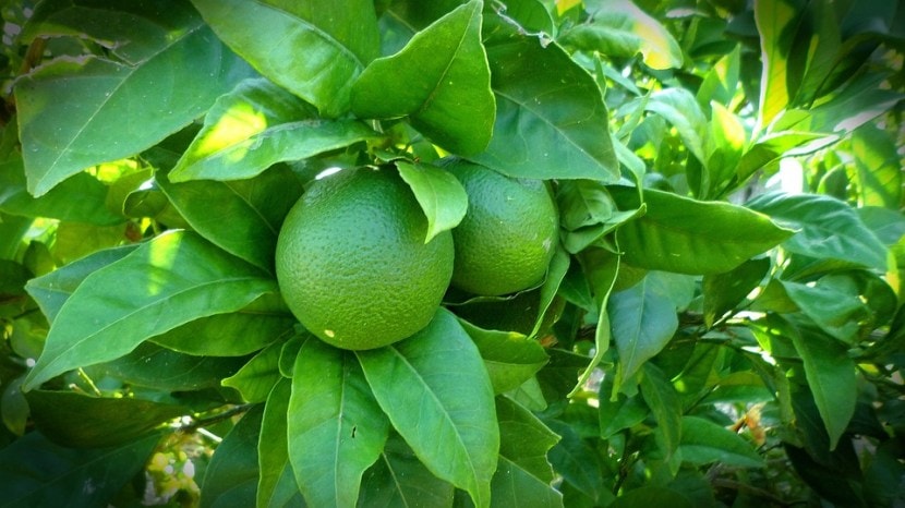 lemon leaves benefits 