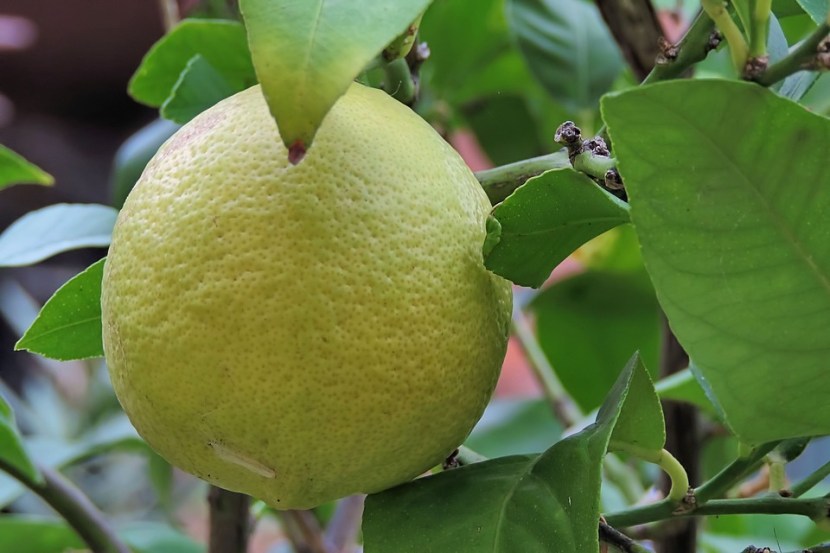 lemon leaves benefits 