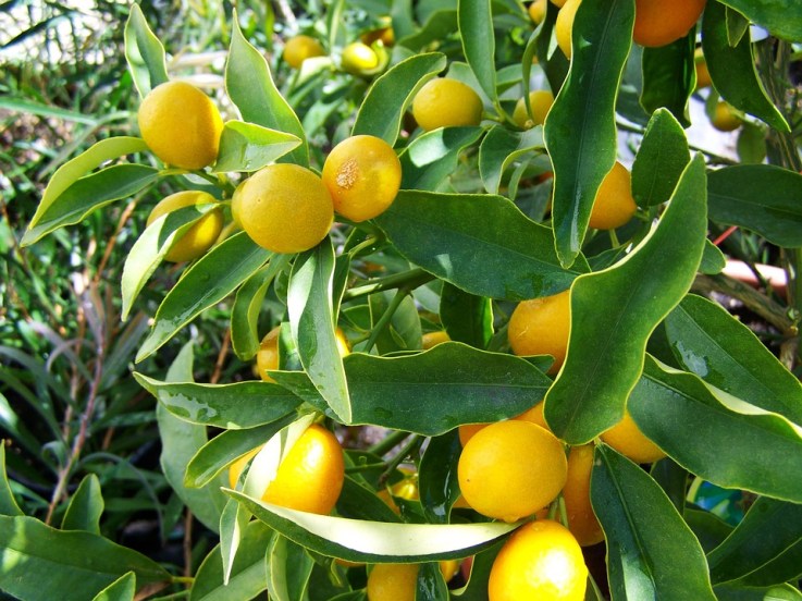 lemon leaves benefits 