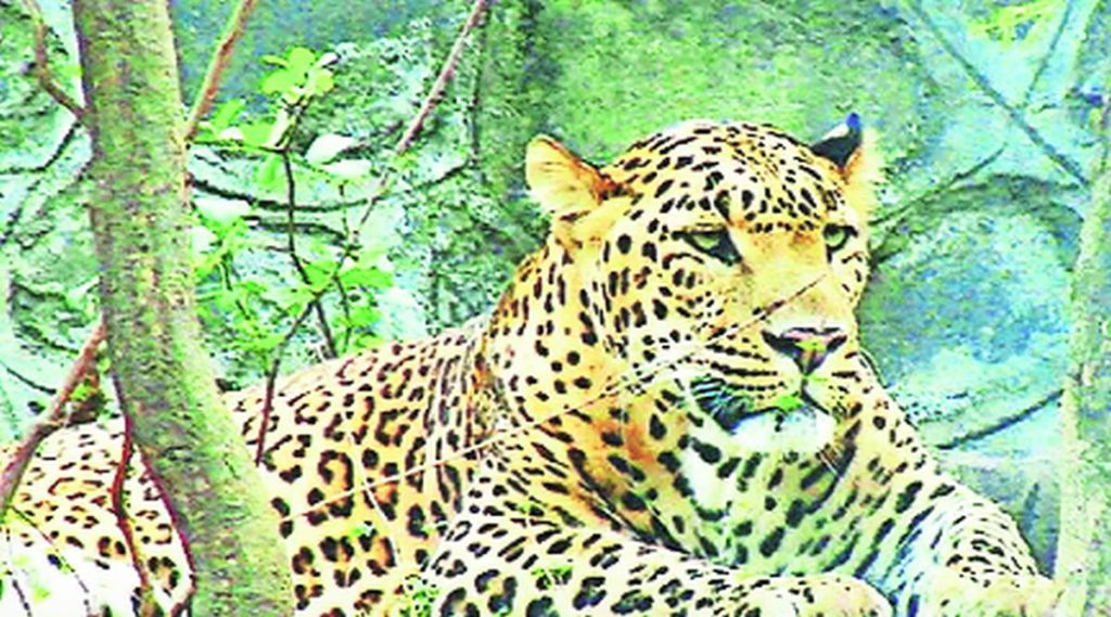 nl cheetah