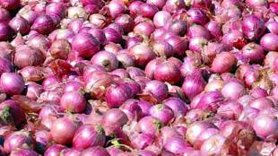 onion
