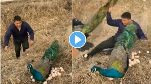 Peacock viral video