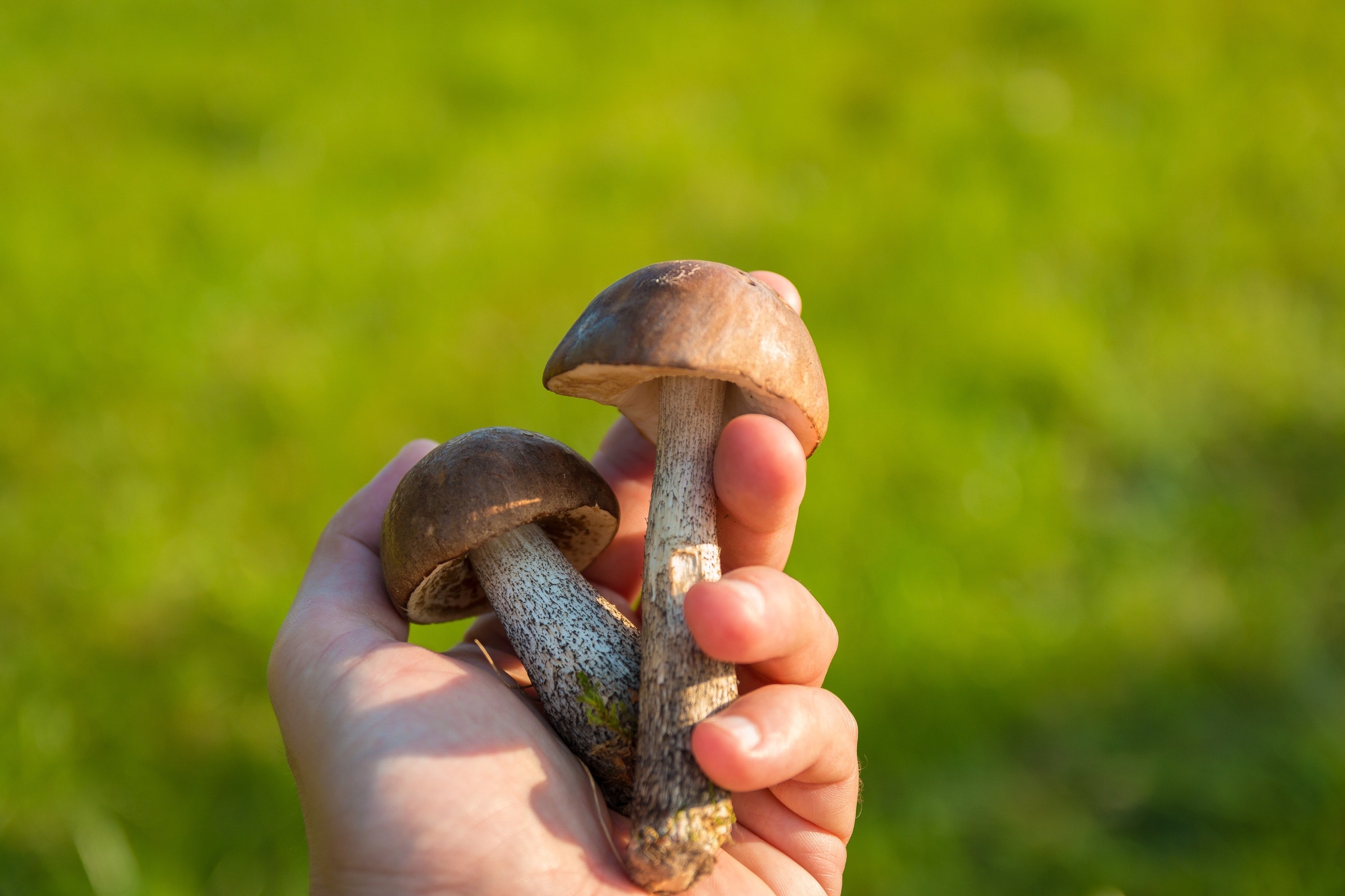 diabetes cholesterol mushrooms superfood 