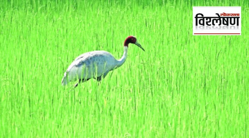 saras bird vishleshan