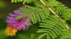 वाईट कोलेस्टेरॉल घटवू शकते ‘ही’ वनस्पती, जुलाबापासूनही मिळू शकते आराम, जाणून घ्या इतर लाभ