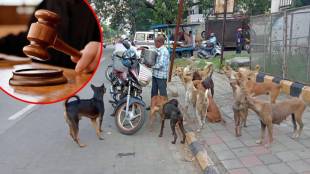 stray-dogs-1