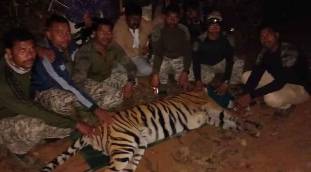 चार जणांचे बळी घेणाऱ्या एसएएम - II या वाघाला जेरबंद करण्यात वनविभागाला यश आले. चार जणांचे बळी घेणाऱ्या एसएएम - II या वाघाला जेरबंद करण्यात वनविभागाला यश आले.