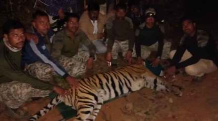 चार जणांचे बळी घेणाऱ्या एसएएम - II या वाघाला जेरबंद करण्यात वनविभागाला यश आले. चार जणांचे बळी घेणाऱ्या एसएएम - II या वाघाला जेरबंद करण्यात वनविभागाला यश आले.