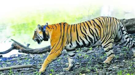 forest staff to participate in tiger census forest staff to participate in tiger census
