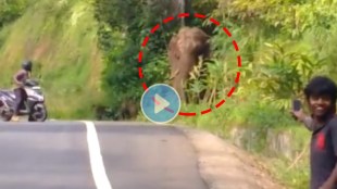viral video ias officer condemns people trying to take selfies with elephant netizens also got angry watching this foolish act