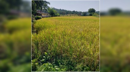 मुख्यमंत्र्यांच्या जिल्ह्यातील शेतकरी ५० हजाराच्या प्रोत्साहन निधीपासून वंचित