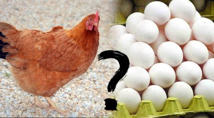 egg or chicken what came first egg or chicken what came first