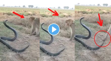 Cobra and Monkey fight viral Video
