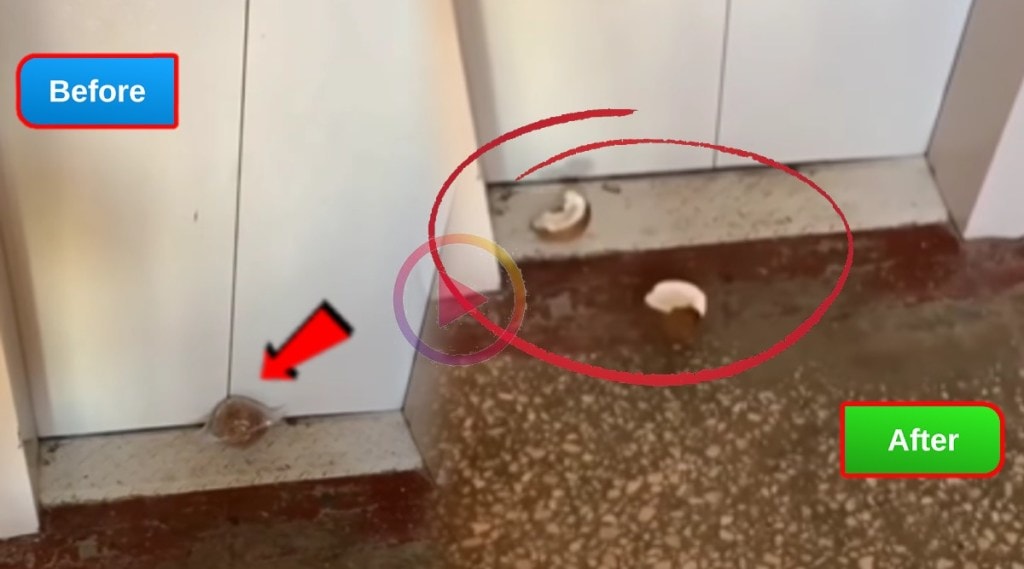 Coconut Viral Video