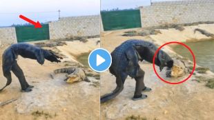 Crocodile attack on a man Instagram viral video