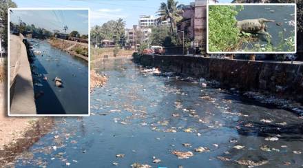 Dead pigs in badlapur