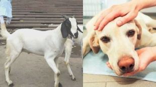 Dog News
