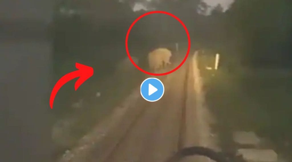 Elephant viral video
