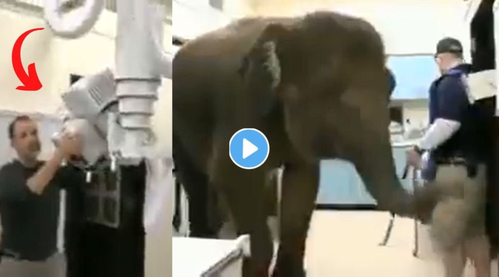 Elephant viral video Elephant viral video