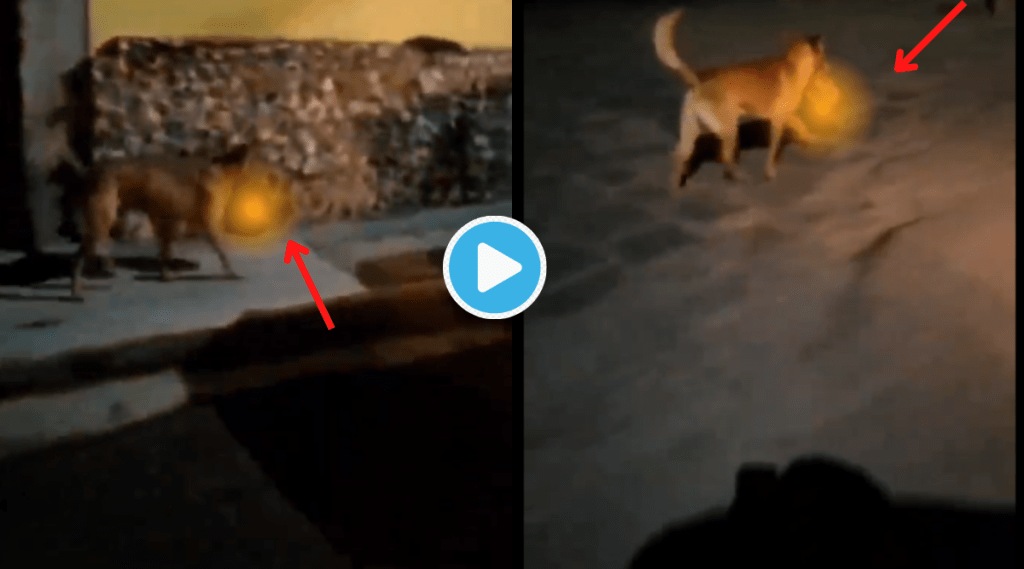 Dog Running With Dead Body Head In Mouth On The Street Netizens Shocked To see Viral Video Dog Running With Dead Body Head In Mouth On The Street Netizens Shocked To see Viral Video