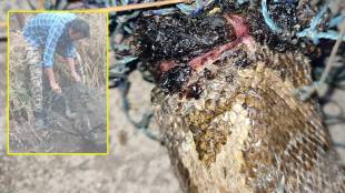 in uran a seven feet injured python was given life by snake friends treatment in pune navi mumbai