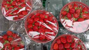 inflow of strawberries increased in apmc market fall in price in navi mumbai
