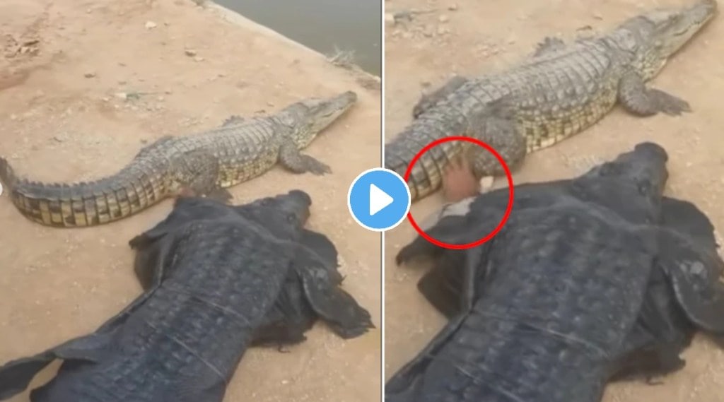 man lay down with crocodile