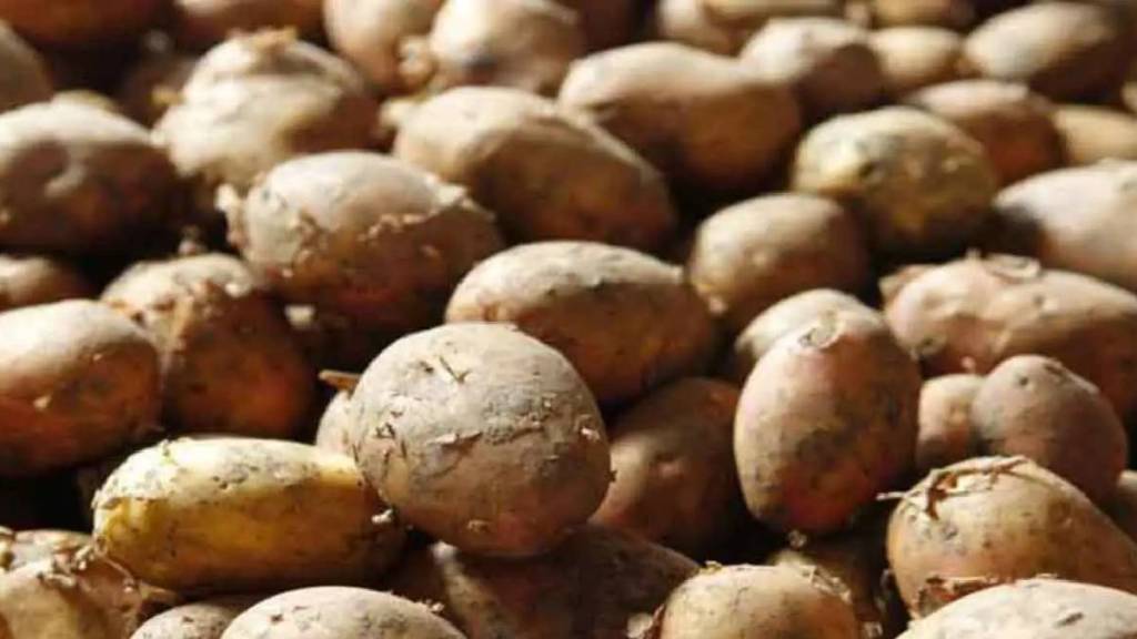 Increase in potato prices in apmc market Inflow of new potatoes increased in navi mumbai