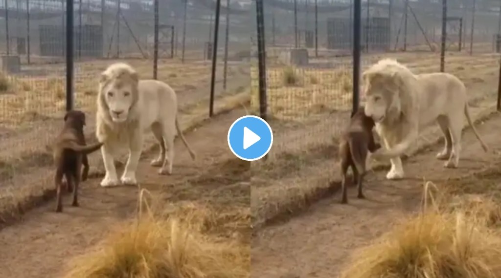 lion dog friendship video