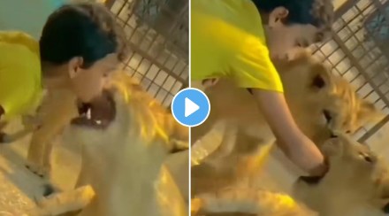 littile child playing with lion