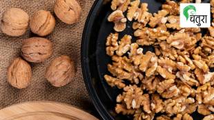 walnut which originated in Iran is found today in india europe america afghanistan